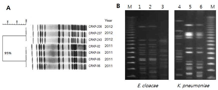 PFGE analysis of IMP-1 producing K. pneumoniae and E. cloacae