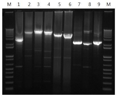 Amplified integrons containing VIM-2 gene