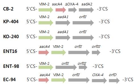VIM-2 gene containing integron structure
