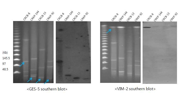 GES-5 gene carrying plasmids analysis using S1 nuclease-PFGE and southern blot