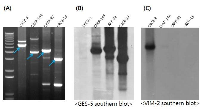 Integron PCR (A) and southern blot by GES-5 probe (B) and VIM-2 probe (C)