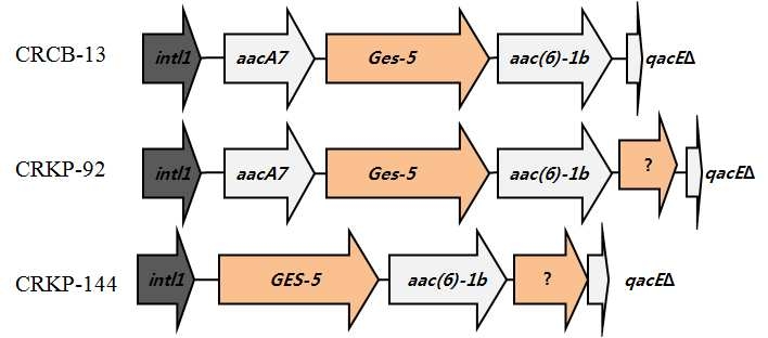 Schematic maps of GES-5 associated integron structure