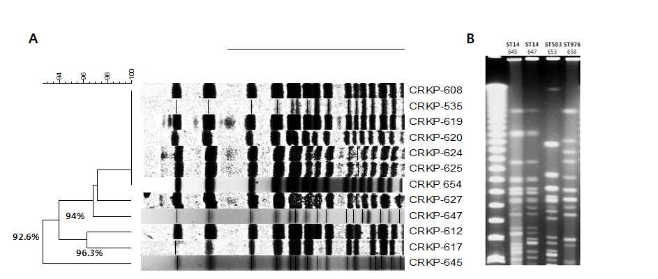 PFGE patterns of OXA-232 producing K. pneumoniae