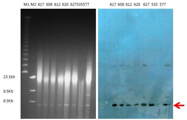 S1-PFGE of OXA-232 producing K. pneumoniae (Left) and Southern blot with OXA-232 probe (Right).
