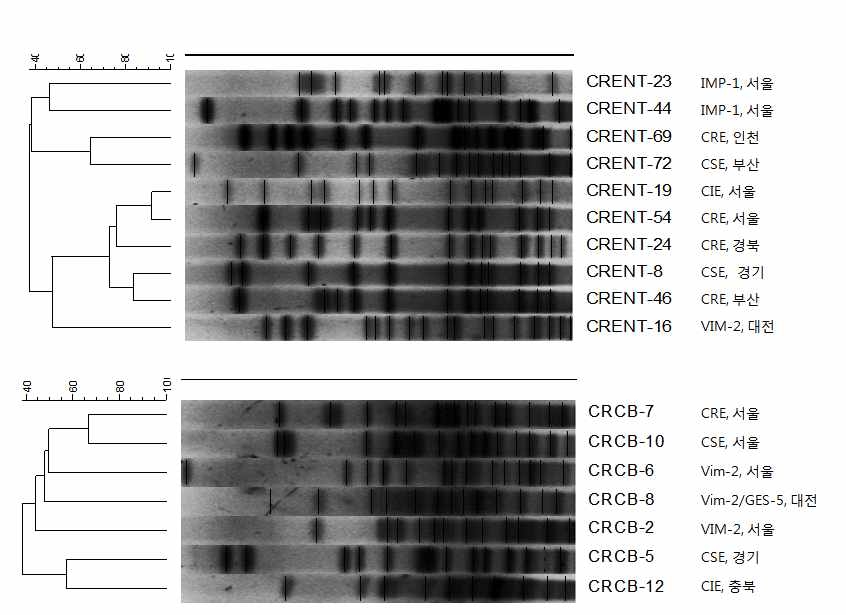 Dendrogram analysis of Enterobacter cloacae (up), Citrobacter freundii (down) using Pulsed field gel electrophoresis with Xba-1