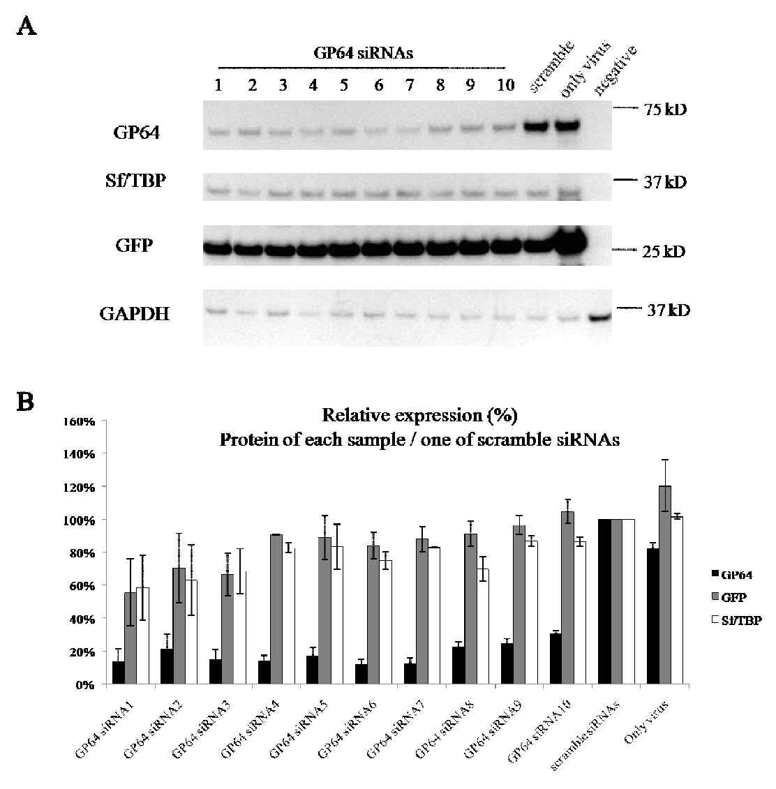 GP64 siRNA 처리한 곤충 세포 Sf21로부터 발현된 baculovirus GP64, Sf/TBP, GFP 발현 비교