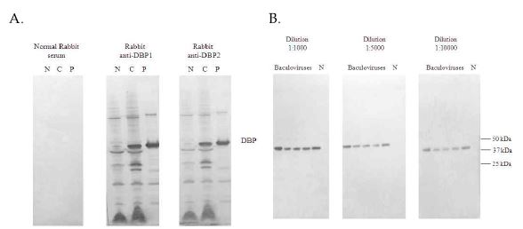 토끼 항-DBP 혈청의 재조합 DBP 단백질 결합력 Western blot test