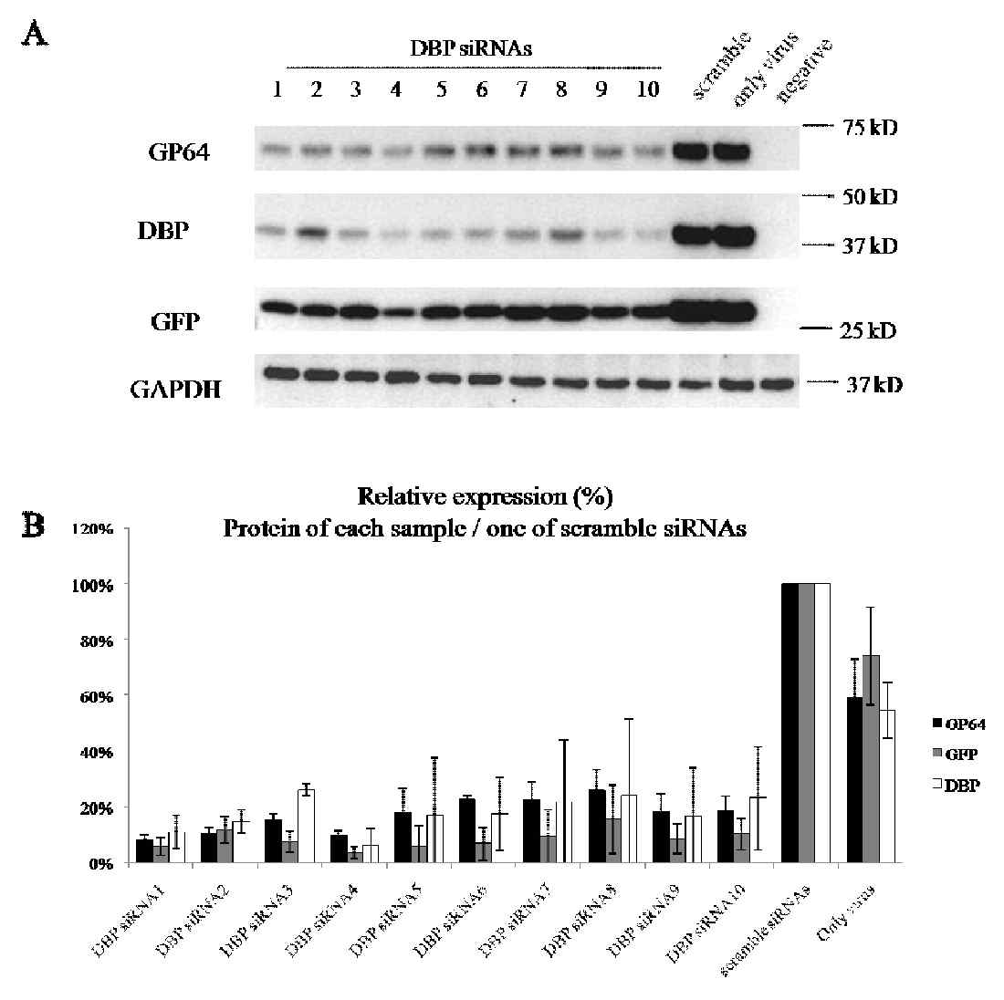 DBP siRNA 처리한 곤충 세포 Sf21로부터 발현된 baculovirus GP64, GFP, DBP 발현 비교