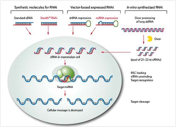 진핵세포 내 miRNA 진행 단계