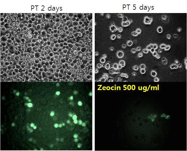 항생제 Zeocin 처리한 후, GFP 발현하면서 살아남은 Sf21 세포들