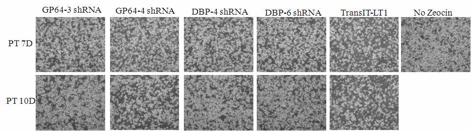 shRNA 발현 벡터 transfection된 Sf21 곤충세포에 항생제 Zeocin 처리 후, 7일, 10일째 세포 배양 사진