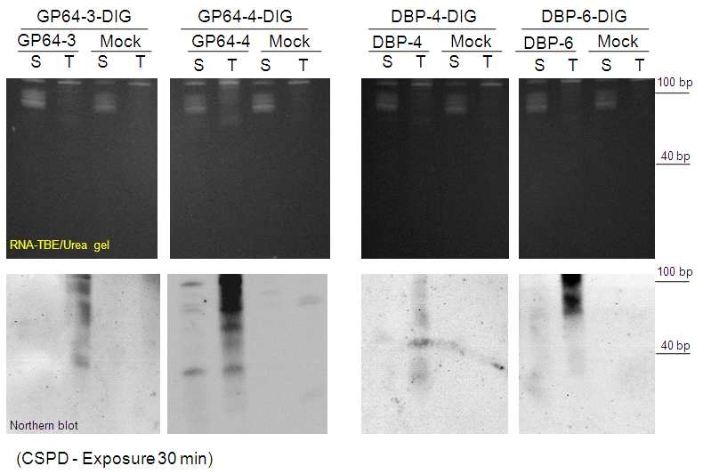 특이적 DIG-labeled oligomer를 이용한 GP64-3, -4, DBP-4, -6 shRNA 발현 확인.