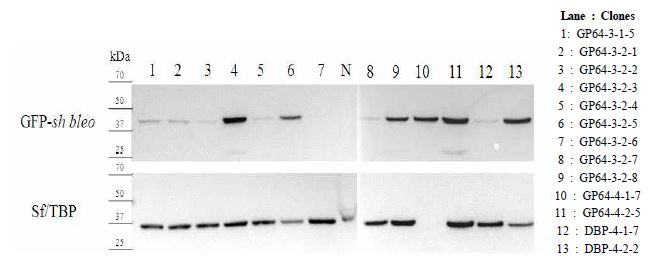 장기간 GP64 shRNA, DBP shRNA를 발현하는 Sf21 곤충세포주 클론으로부터 ZeoGFP 단백질 발현 여부 확인
