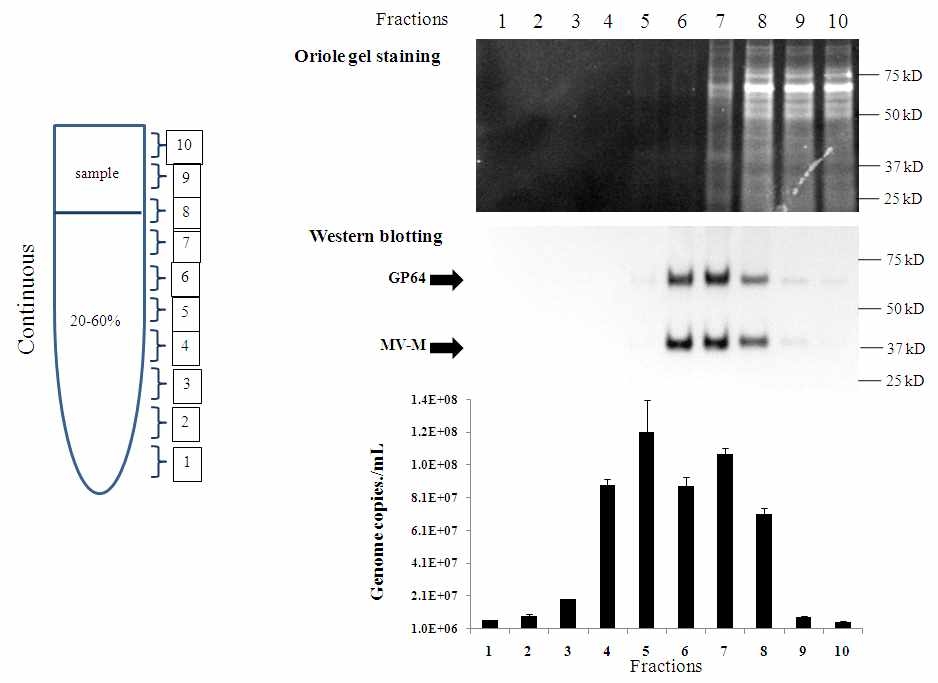 Continuous sucrose ultracentrifugation을 이용한 measles matrix 기반 VLP 정제 및 fraction별 western blot을 통한 baculovirus GP64 단백질 및 baculovirus DNA 오염도 분석