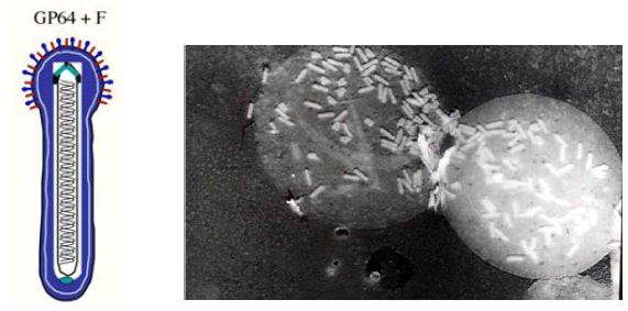 Budded baculovirus 모식도 (왼쪽). 전자 현미경을 통한 baculovirus (오른편)
