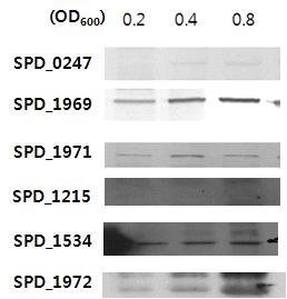 Western blot analysis of expression of GH proteins in wild type D39 in exponential growth phase