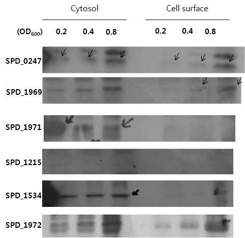 Localization of glycosyl hydrolase proteins in cell surface and cytosol of D39 at OD600=0.2, 0.4, 0.8