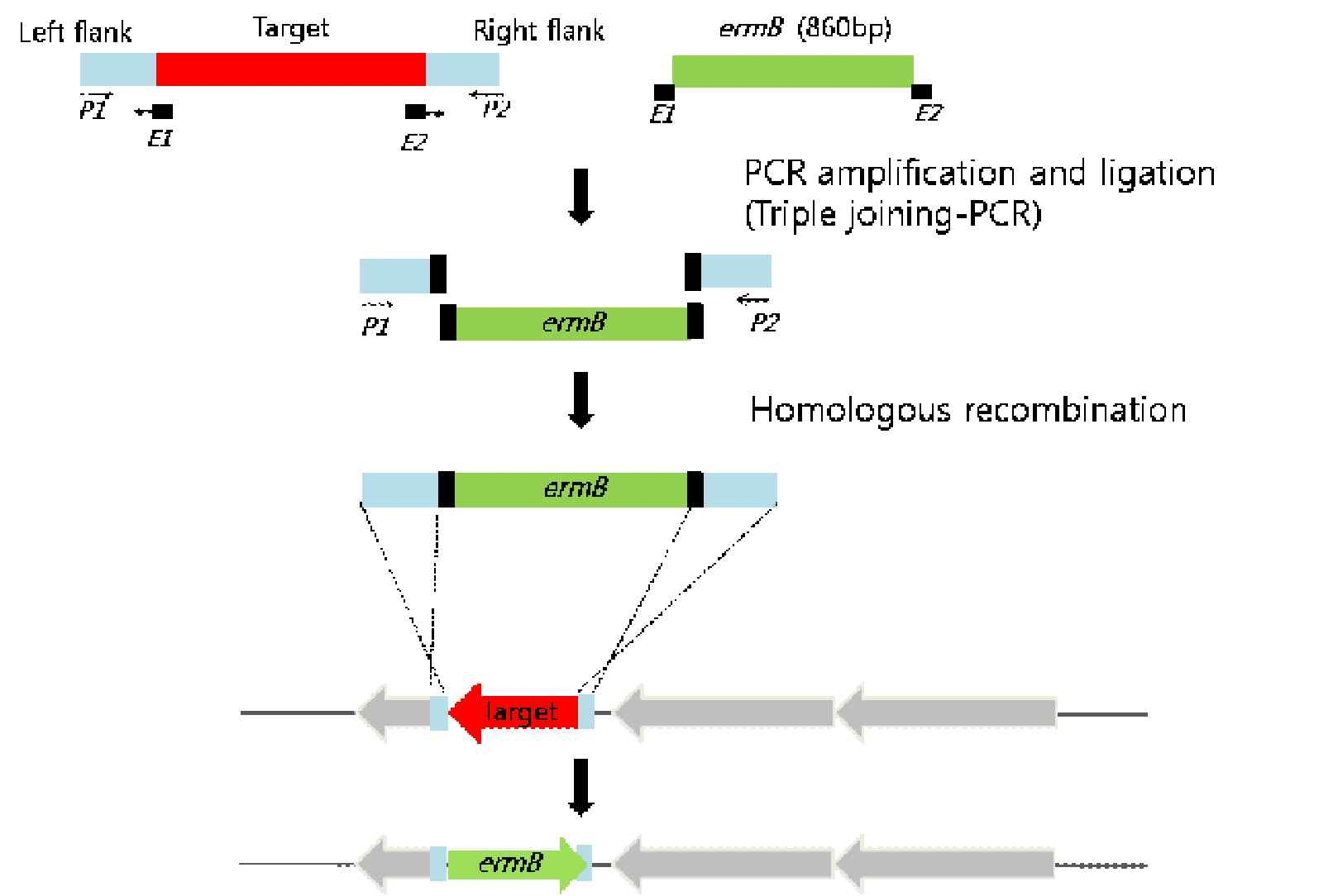 Insertion deletion mutagenesis method for construction of pneumococcal deletion mutant