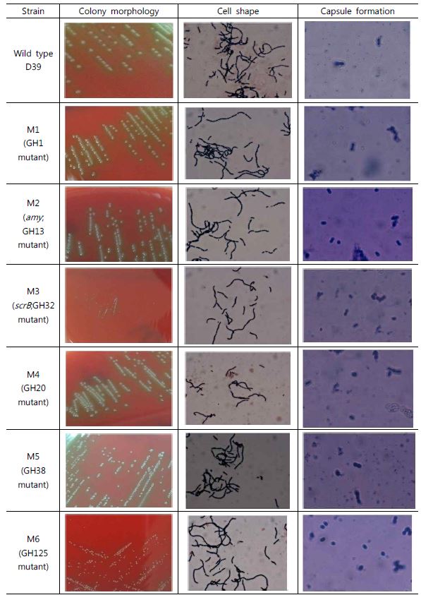 Phenotype changes of GH mutant colony morphology, cell shape and capsule production.