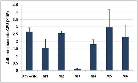 Comparison of adhesion ability to A549 between wild type and mutants