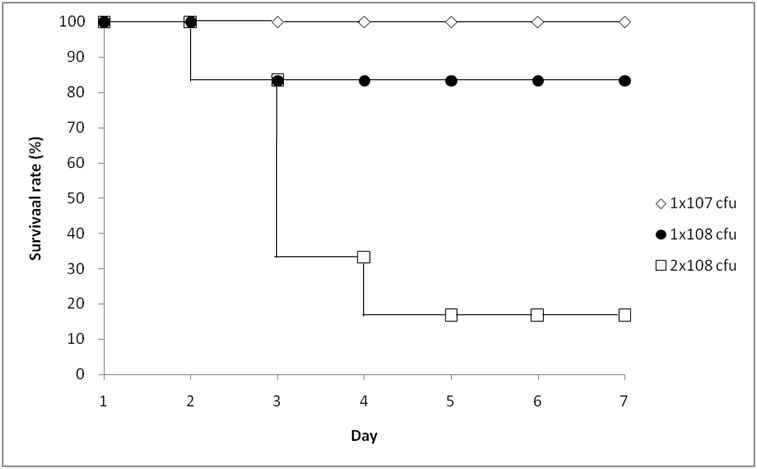 Dose dependent survival rate of wild type D39 after intranasal infection and comparison of survival rate after nasal infection