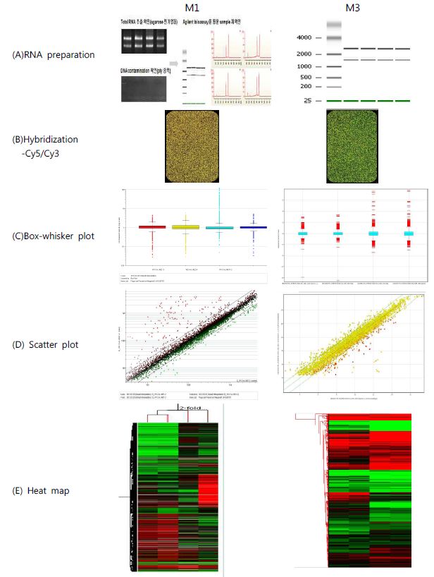 Results of oligonucleotide microarray analysis of M1 and M3