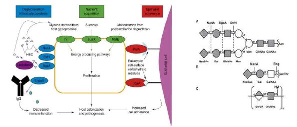 Summary of mechanisms by which carbohydrate utilization proteins contribute to pathogenesis in Streptococci [27]