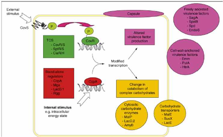 Regulatory pathways in Streptococci linking virulence factors and complex carbohydrate metabolism [27]