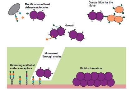 .Potential roles of pneumococcal modification of host glycans to bacterial colonization [13]