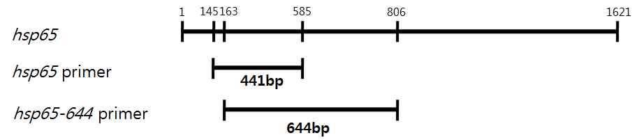 hsp65 유전자내 표적 증폭위치