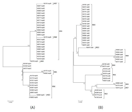 M. intracellulare genotype의 phylogenetic tree