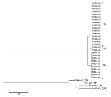 M. avium rpoB genotype의 phylogenetic tree