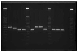 M. abscessus complex의 VNTR 전기영동사진