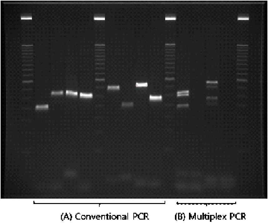 M. avium ATCC 25291을 이용한 PCR products 전기영동