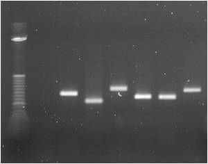 M. intracellulare ATCC 13950 convetional PCR 전기영동사진