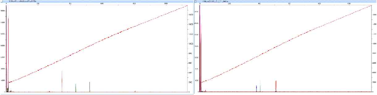 M. intracellulare N184의 amplification plot