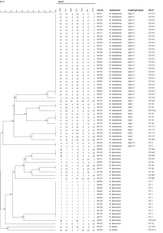 M. abscessus complex의 MLST dendrogram