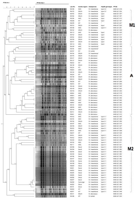 M. abscessus complex PFGE의 dendrogram