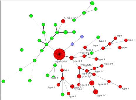 Minimum spanning tree(MST)를 이용한 M. abscessus complex의 연관관계 분석