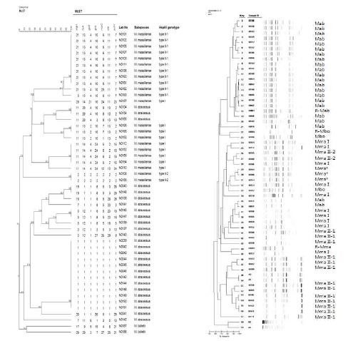 M. abscessus complex의 MLST와 rep-PCR dendrogram 비교