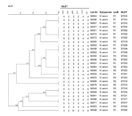 M. avium complex의 MLST dendrogram