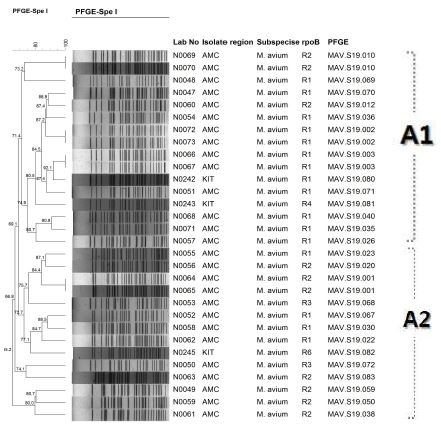 M. avium의 PFGE dendrogram