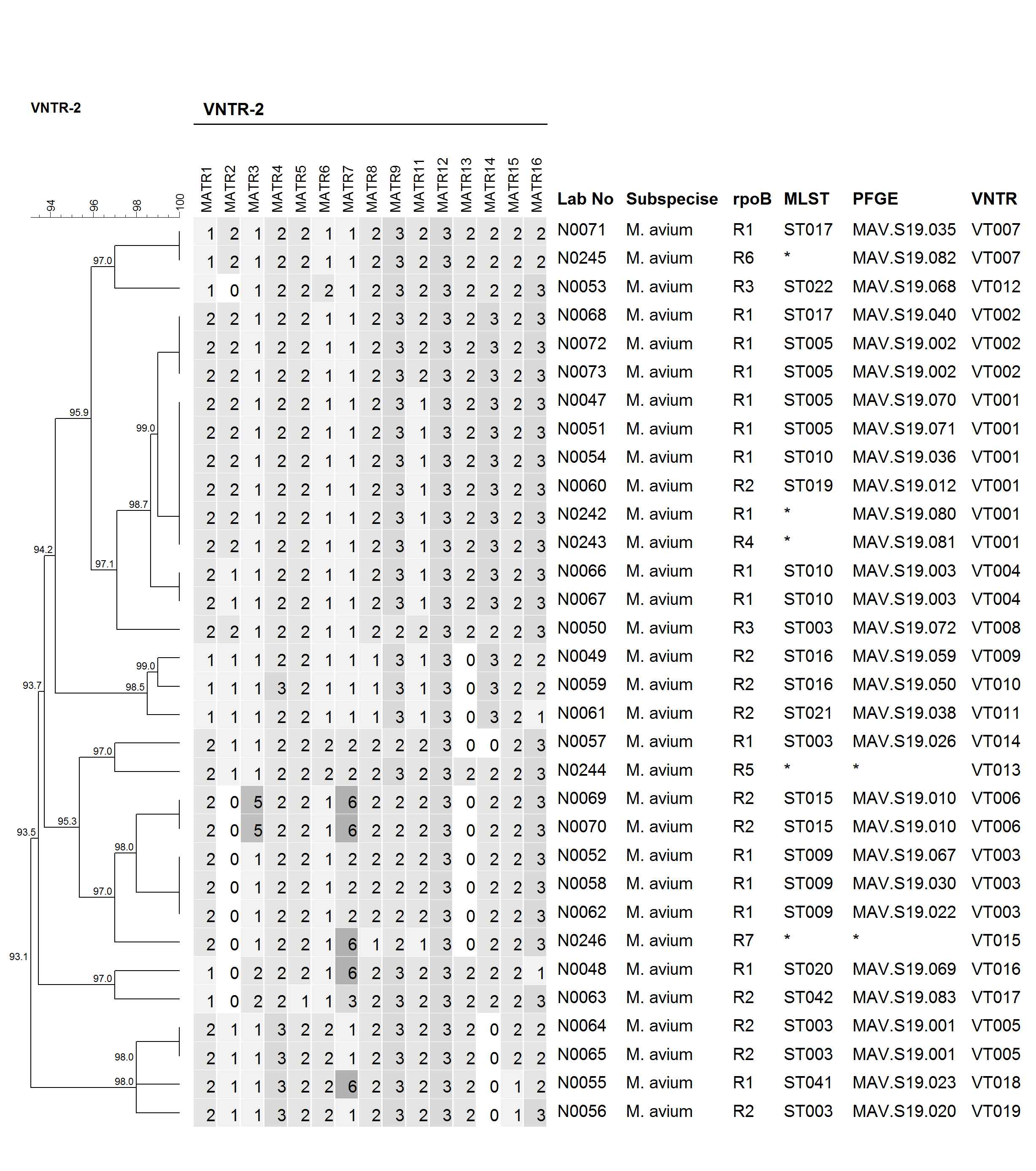 M. avium의 VNTR dendrogram