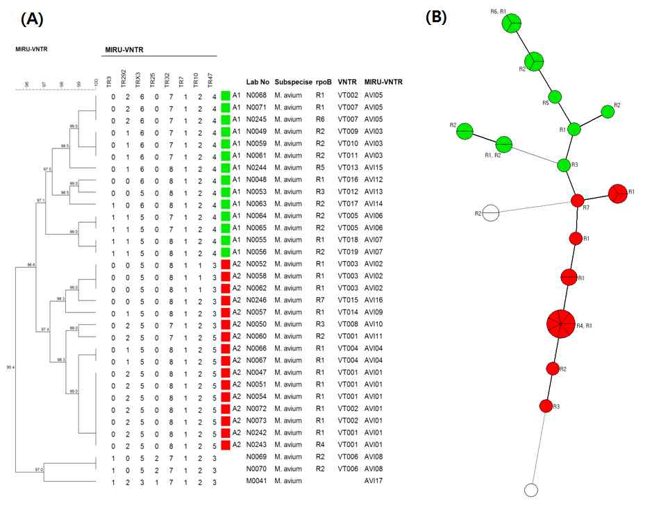 M. avium MIRU-VNTR dendrogram과 MST