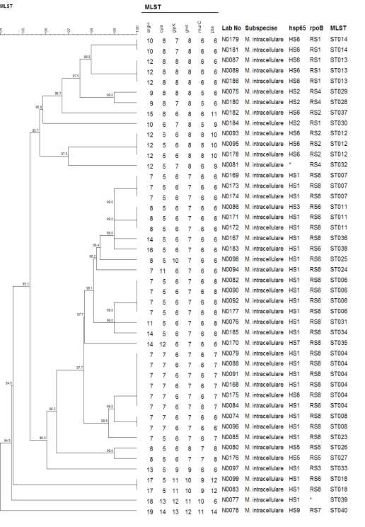 M. intracellulare의 MLST dendrogram