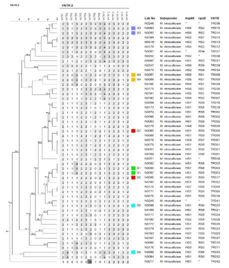 M. intracellulare VNTR 분석결과 dendrogram