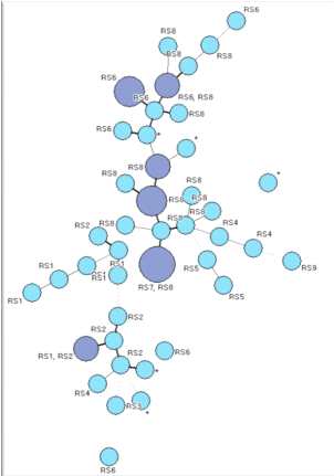 Minimum spanning tree(MST)를 이용한 M. intracellulare의 rpoB 유전자형과 VNTR 유형과의 연관관계 분석