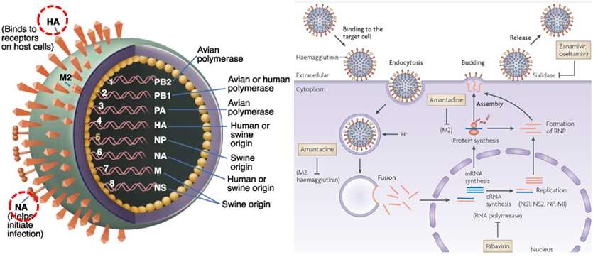 HA and NA of influenza and life cycle