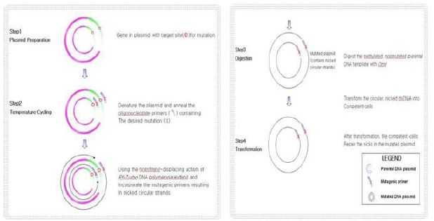 Overview Quick Change site-directed mutagenesis method