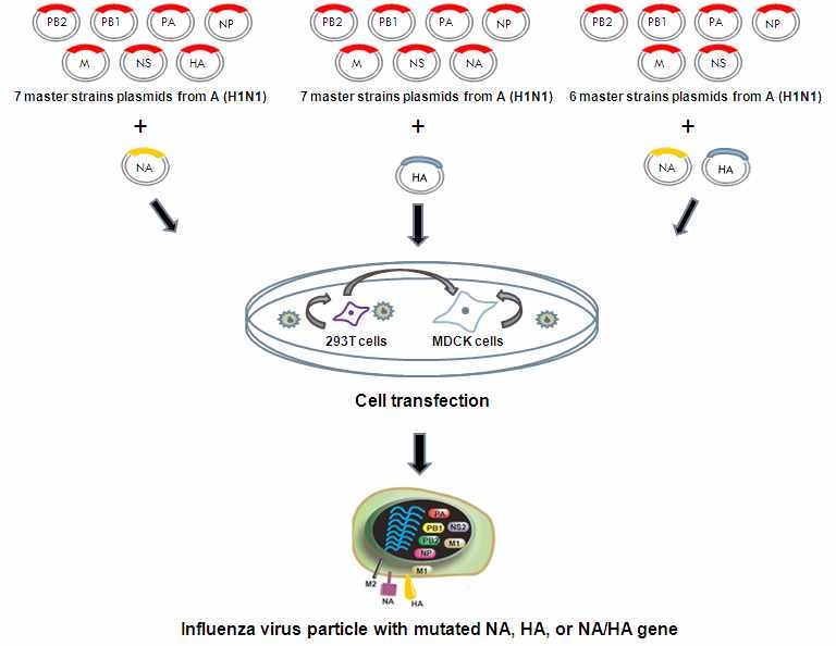 Strategy of production of recombinant using reverse genetics system